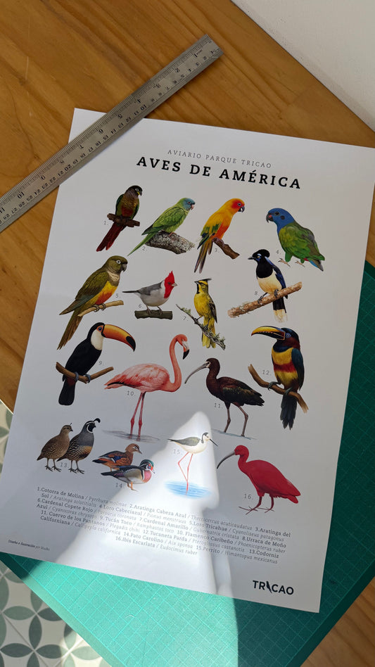 Ilustrando aves del mundo para el Aviario del Parque Tricao